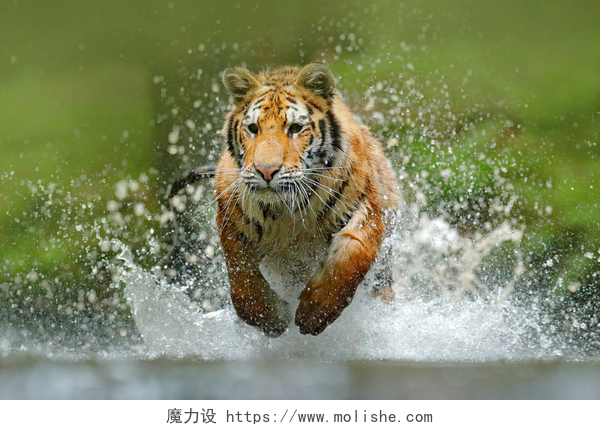 老虎在水中奔跑特写老虎在水中运行